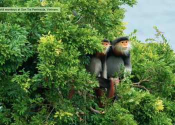 Old World monkeys at Son Tra Peninsula, Vietnam. Getty Images