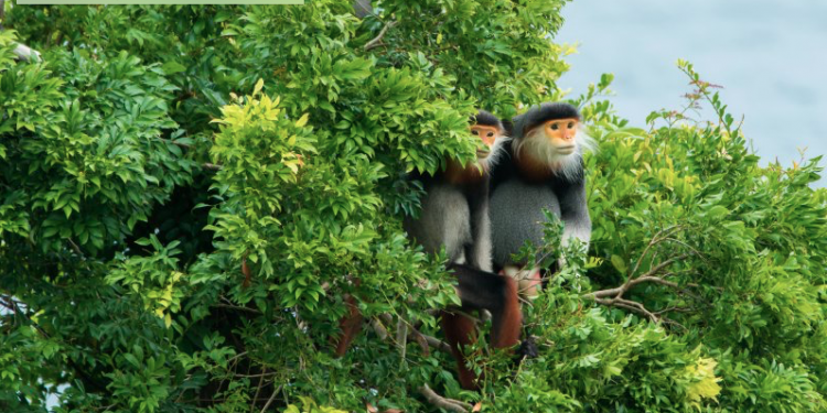 Old World monkeys at Son Tra Peninsula, Vietnam. Getty Images