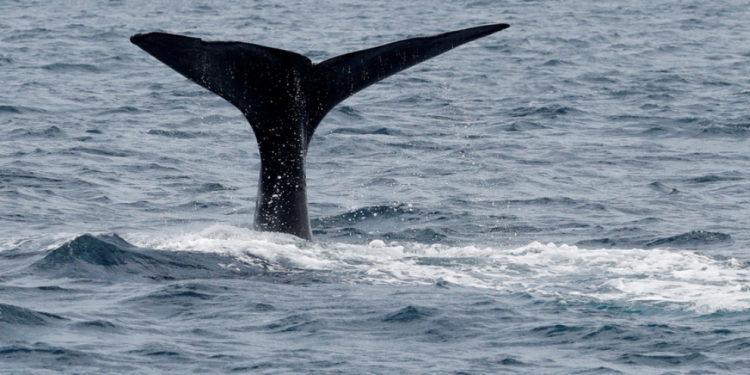 IMF values global wale stock at more than $1 trillion global-stock-of-great-whales-worth-1-trillion