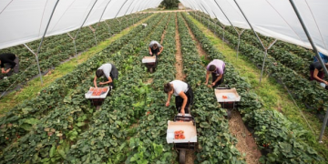 Charter flights organised after appeal fails to recruit enough British workers