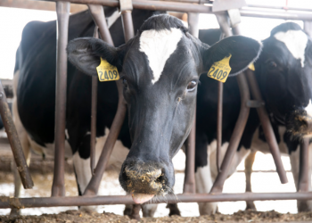 Farmers are forced to let crops rot and throw away milk while food bank demand soars