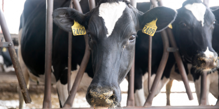 Farmers are forced to let crops rot and throw away milk while food bank demand soars