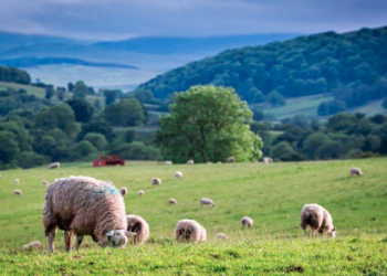 UK farmers to be rewarded