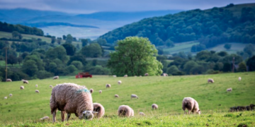 UK farmers to be rewarded