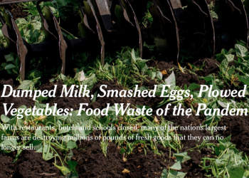 A tractor mulches green beans at an R.C. Hatton farm in Florida. “It’s heartbreaking,” an owner of the farm said