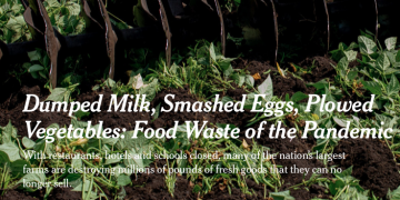 A tractor mulches green beans at an R.C. Hatton farm in Florida. “It’s heartbreaking,” an owner of the farm said