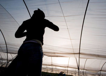 Moroccans picking fruit in Spain human trafficking