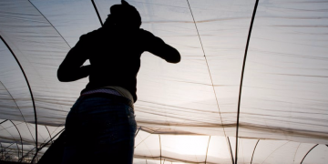 Moroccans picking fruit in Spain human trafficking