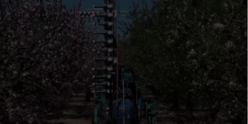 With bees on decline, mechanical pollination may be solution