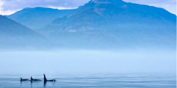 Underwater frequencies have an effect on marine mammals, say scientists. Photograph: Juergen Ritterbach/Alamy