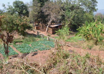 Gene-editing technologies can help to make smallholder farming in Africa more productive, environmentally-friendly, and climate smart . Credit: S Koppmair