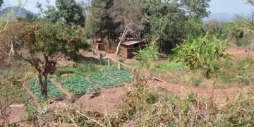 Gene-editing technologies can help to make smallholder farming in Africa more productive, environmentally-friendly, and climate smart . Credit: S Koppmair