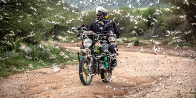 Swarms of Desert Locusts in Kenya © FAO/Sven Torfinn