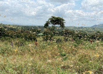 A new wave of billions of locusts is set to devour crops across the East and Horn of Africa region, setting off concerns about regional food security and livelihoods of millions of farmers. We asked African Development Bank Chief Financial Economist Edson Mpyisi about the locust crisis and the Bank’s work to help affected African nations to cope.