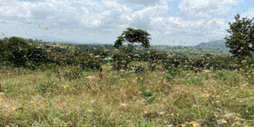 A new wave of billions of locusts is set to devour crops across the East and Horn of Africa region, setting off concerns about regional food security and livelihoods of millions of farmers. We asked African Development Bank Chief Financial Economist Edson Mpyisi about the locust crisis and the Bank’s work to help affected African nations to cope.