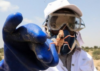 East Africa's battle against locusts