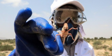 East Africa's battle against locusts