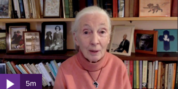 Jane Goodall says wildlife destruction leads to pandemics