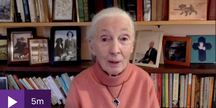 Jane Goodall says wildlife destruction leads to pandemics