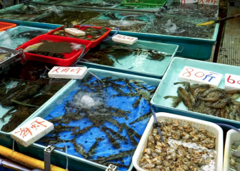 Channel 4 News investigates wet markets