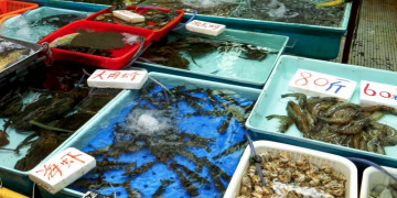 Channel 4 News investigates wet markets