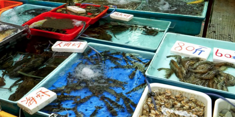 Channel 4 News investigates wet markets