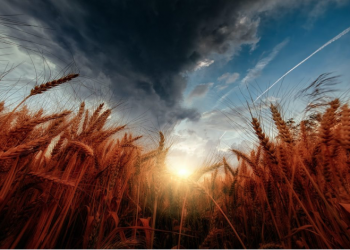 The EU food system is not sustainable: chief scientific advisors