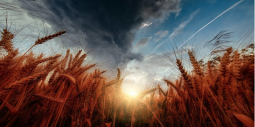 The EU food system is not sustainable: chief scientific advisors