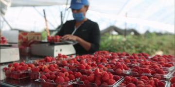 A fruit picker sorts fresh raspberries at a farm owned by Driscoll's, a California-based seller, in Mexico April 29, 2020. REUTERS/Fernando Carranza
