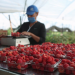 A fruit picker sorts fresh raspberries at a farm owned by Driscoll's, a California-based seller, in Mexico April 29, 2020. REUTERS/Fernando Carranza