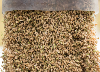 Harvested rice grain is transferred into a truck. Photographer: Tomohiro Ohsumi/Bloomberg