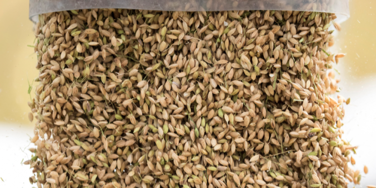 Harvested rice grain is transferred into a truck. Photographer: Tomohiro Ohsumi/Bloomberg