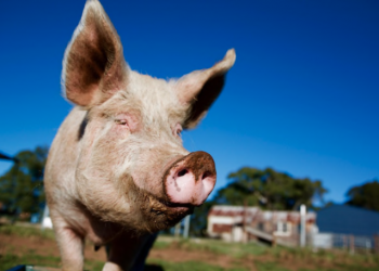It is thought some diseases spread from bats, to intensively farmed pigs, to humans CREDIT: Getty