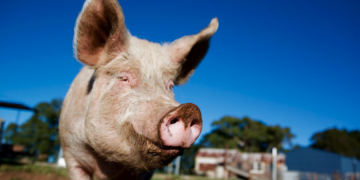 It is thought some diseases spread from bats, to intensively farmed pigs, to humans CREDIT: Getty
