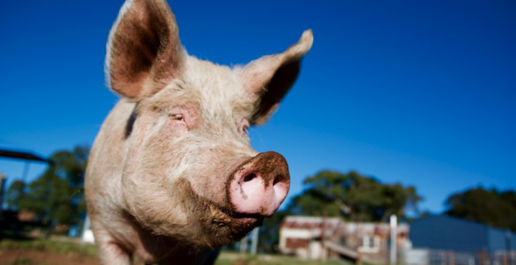 It is thought some diseases spread from bats, to intensively farmed pigs, to humans CREDIT: Getty