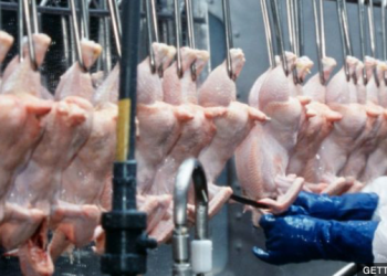 MPs urge UK ban on chlorinated chicken and hormone-fed beef