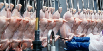 MPs urge UK ban on chlorinated chicken and hormone-fed beef