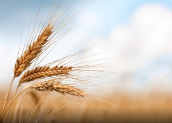 Scientists unlocking heat-tolerant wheat: ‘This could protect food supply as the climate changes’
