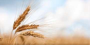 Scientists unlocking heat-tolerant wheat: ‘This could protect food supply as the climate changes’