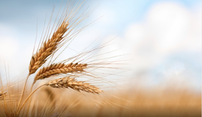 Scientists unlocking heat-tolerant wheat: ‘This could protect food supply as the climate changes’