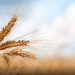 Scientists unlocking heat-tolerant wheat: ‘This could protect food supply as the climate changes’