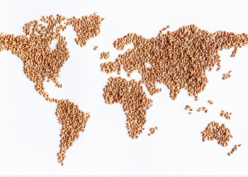 World poised to harvest largest wheat crop ever in 2020-21