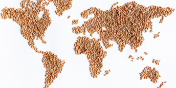 World poised to harvest largest wheat crop ever in 2020-21