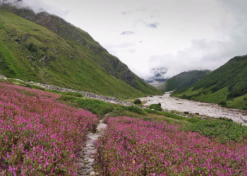 Interspecies social distancing — we need to give nature some space to save biodiversity