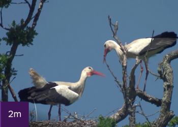 Stork chicks hatch in UK for first time in 600 years