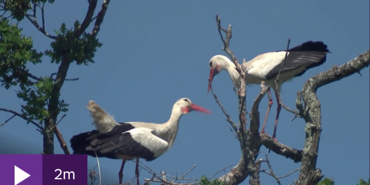 Stork chicks hatch in UK for first time in 600 years