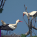 Stork chicks hatch in UK for first time in 600 years