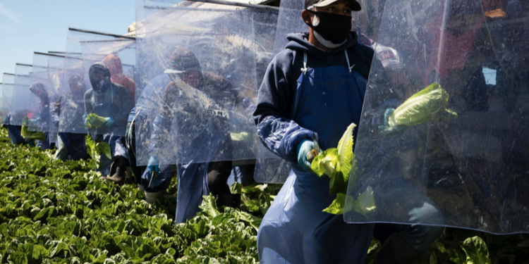 Pandemic strikes some US farms