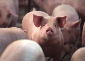 The pig industry is facing a major glut of market-ready hogs. Photograph: Scott Olson/Getty