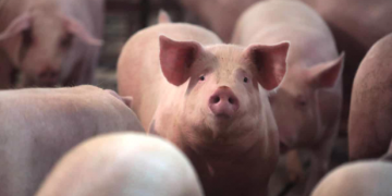 The pig industry is facing a major glut of market-ready hogs. Photograph: Scott Olson/Getty